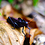 Max_von_Hippel